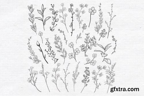 Vector Drawn Herbs, Plants, Flowers