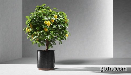 Lemon Tree 3d Model