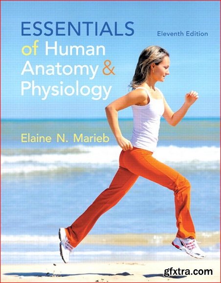 Essentials of Human Anatomy & Physiology (11th Edition)