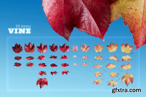 Mightydeals Mega Autumn Design Bundle with 700+ Elements