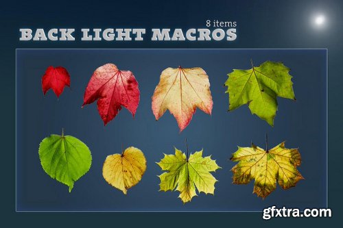 Mightydeals Mega Autumn Design Bundle with 700+ Elements