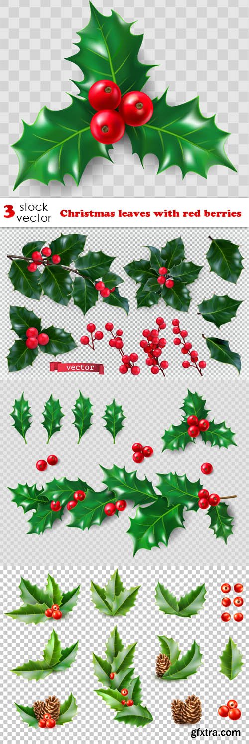 Vectors - Christmas leaves with red berries