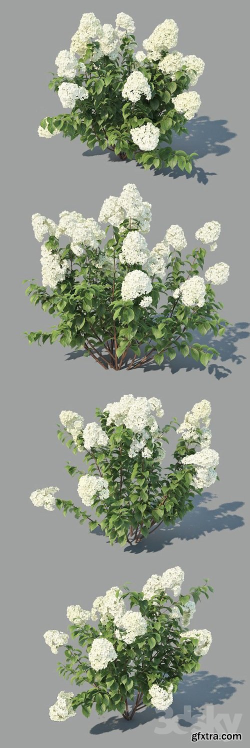 Hydrangea Paniculata 4 variations