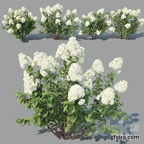 Hydrangea Paniculata 4 variations