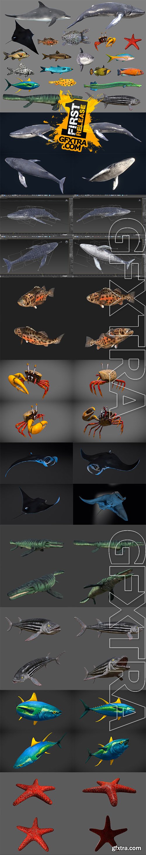 Cubebrush - Low poly Fish Collection Animated Pack 4