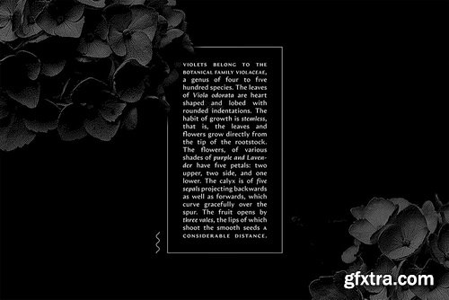 Artifex Hand CF Font Family