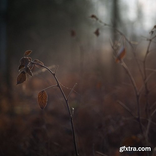 Mikko Lagerstedt - FINE ART LIGHTROOM & ACR PRESETS COLLECTION PHASE