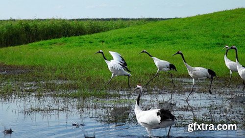 Chinese Painting Class - Red Crowned Crane