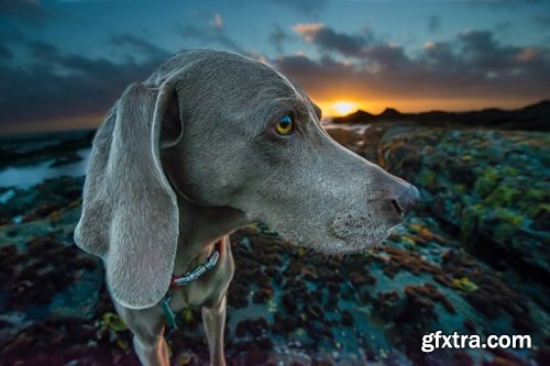 Beautiful Dog Portraits with Natural and Studio Light