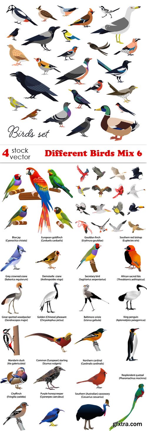 Vectors - Different Birds Mix 6