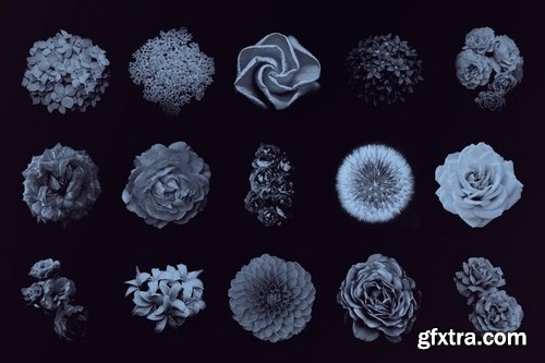 Elegant Floral Brushes for Photoshop