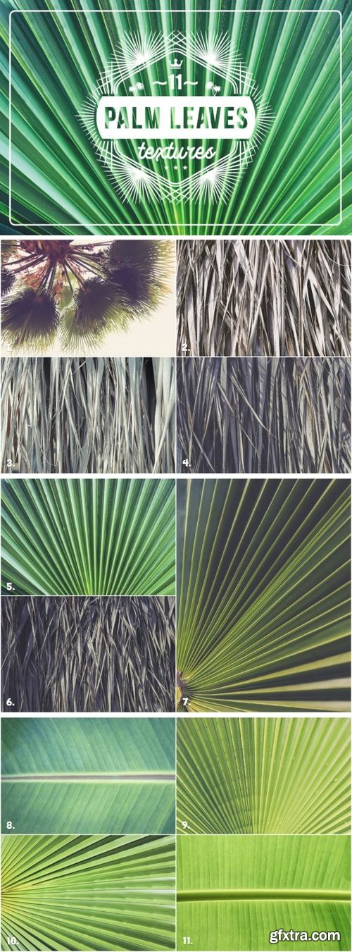 CM - 11 Palm Leaves Textures 3361601