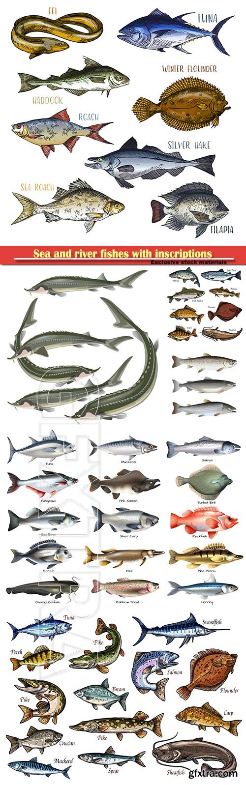 Sea and river fishes with inscriptions in vector illustration