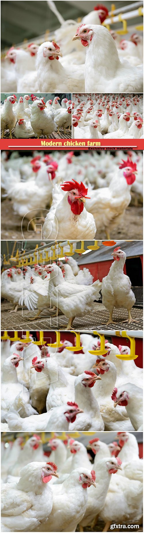 Modern chicken farm, production of white meat