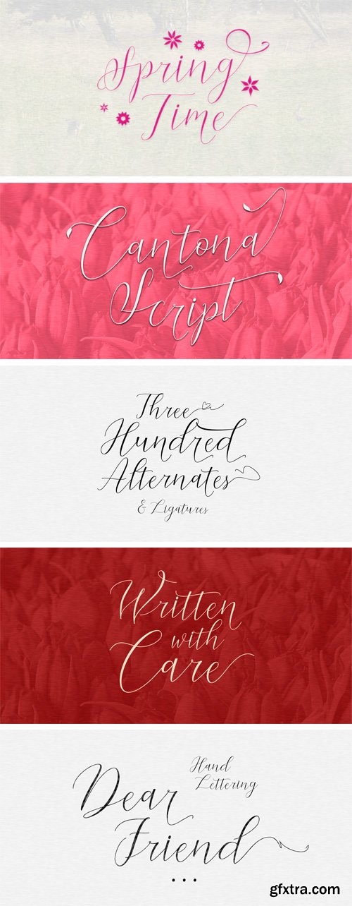 Cantona Script Font