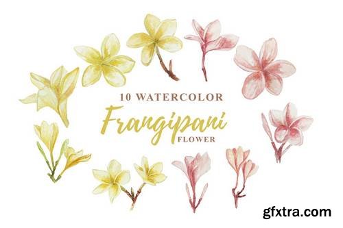 10 Watercolor Frangipani Illustration Graphics