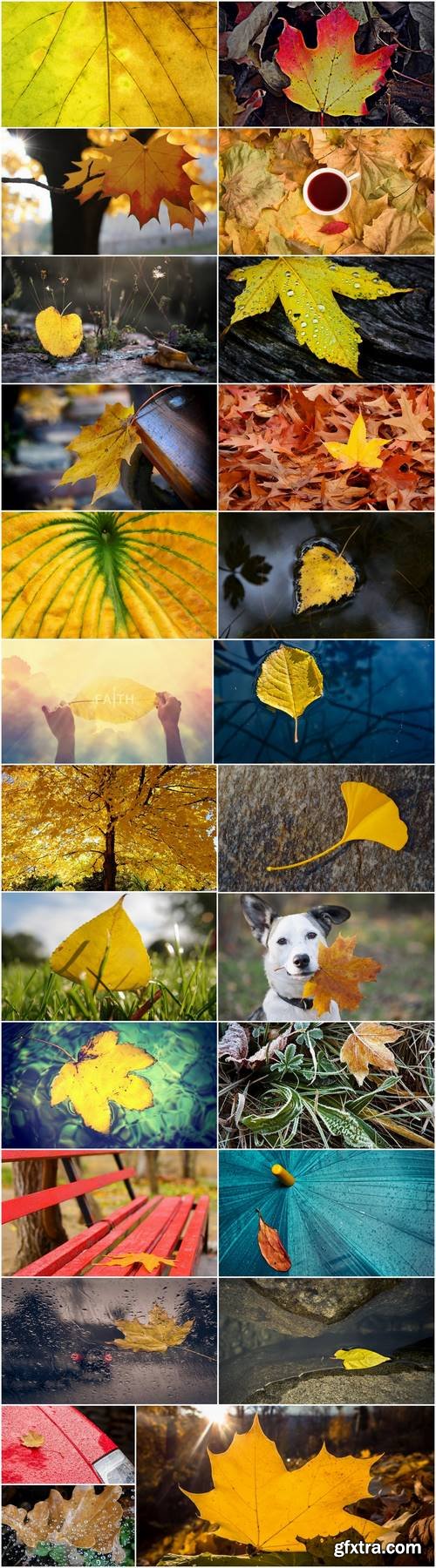 Yellow leaf close-up image background is rain forest nature landscape 25 HQ Jpeg