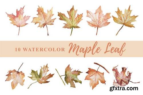 10 Watercolor Maple Leaf Illustration Graphics
