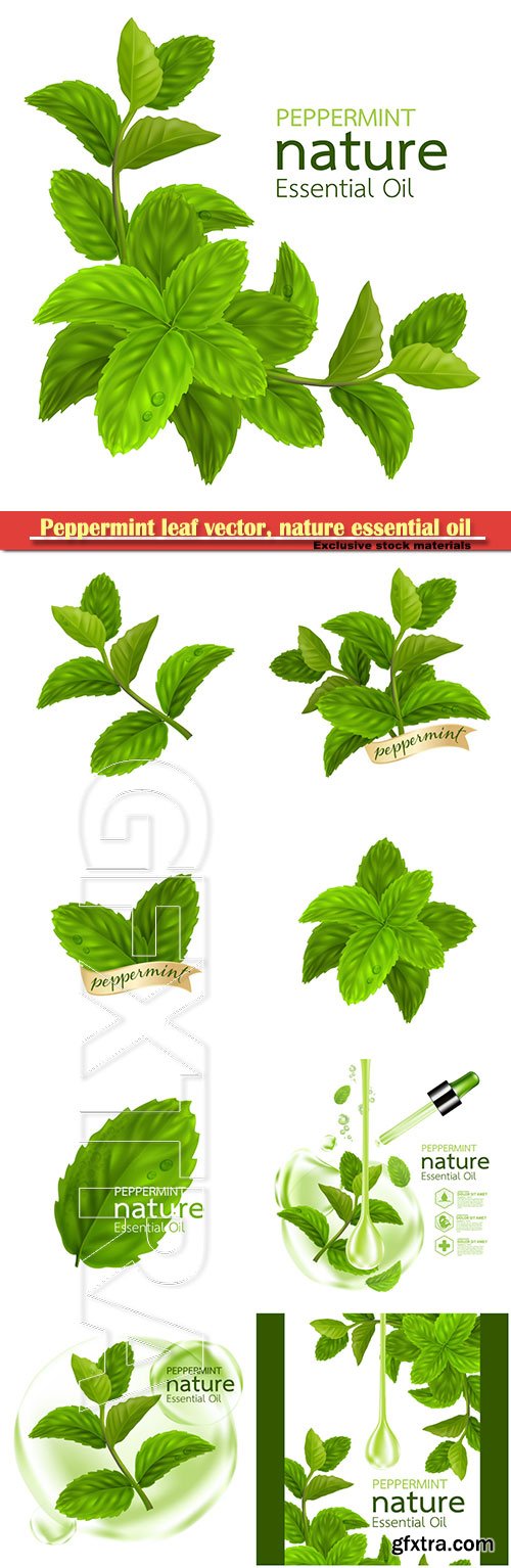 Peppermint leaf vector, nature essential oil