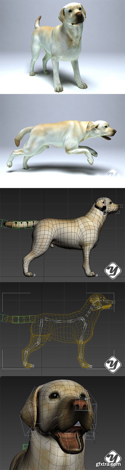 Cgtrader - Labrador Dog Low-poly 3D model