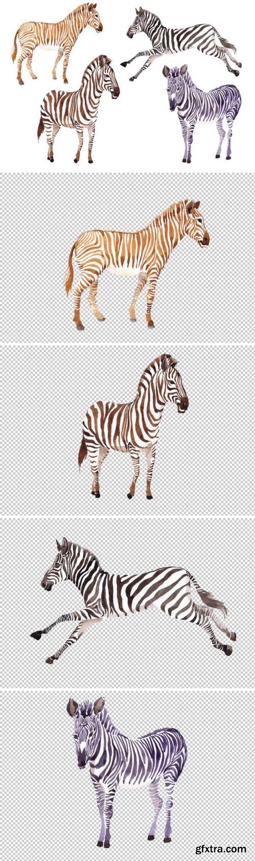 CM - Zebra set Watercolor png 3486061