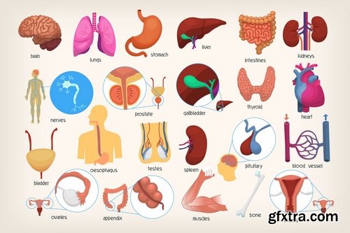 Medical Set of Human Internal Organs Anatomy