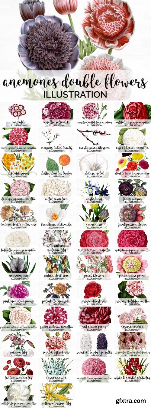 Flower PNG Bundle