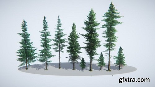 Coniferous forest