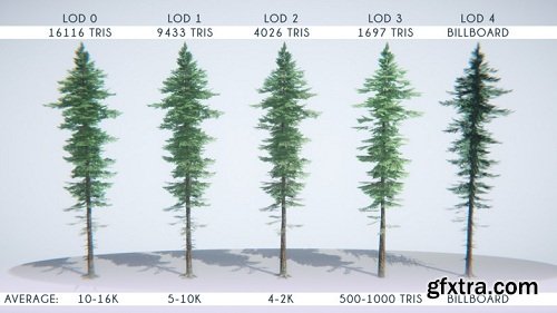 Coniferous forest