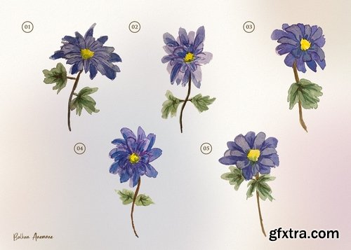 15 Watercolor Balkan Anemone Flower Illustration