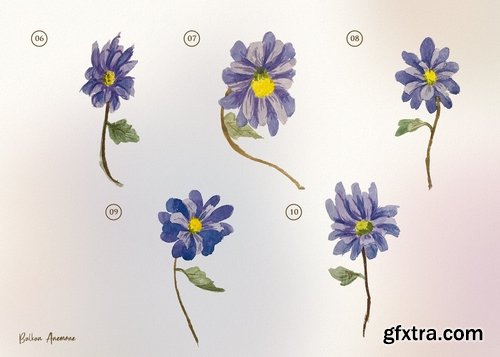 15 Watercolor Balkan Anemone Flower Illustration