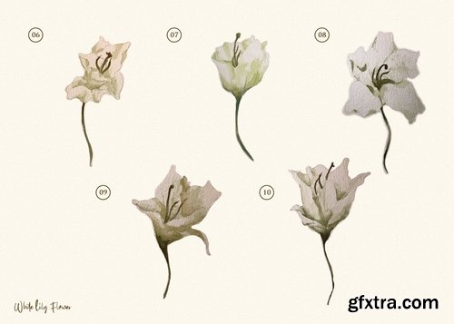 15 Watercolor White Lily Flower Illustration