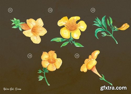 15 Watercolor Yellow bell Flower Illustration