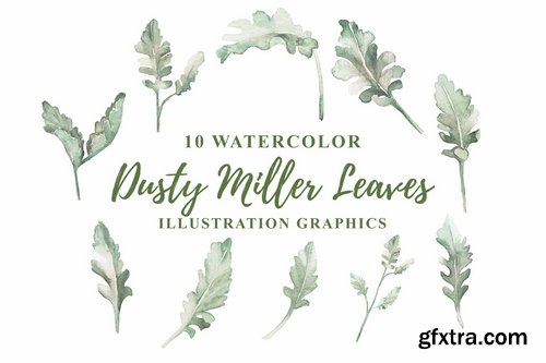 10 Watercolor Dusty Miller Leaves Illustration