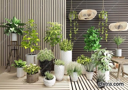 Plant Potted Plants Green Plant Combination