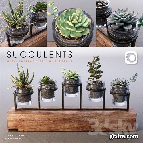 Succulents Plants Set