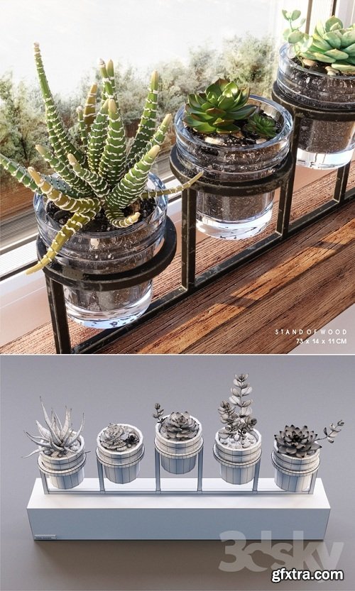 Succulents Plants Set