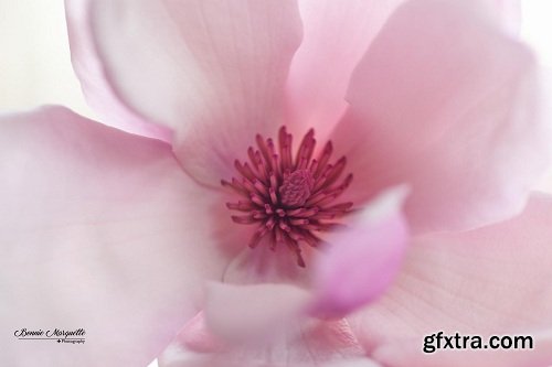 Tabletop Macro and Close Up Photography for Beginners