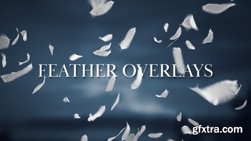 MotionArray Feather Overlays 199186