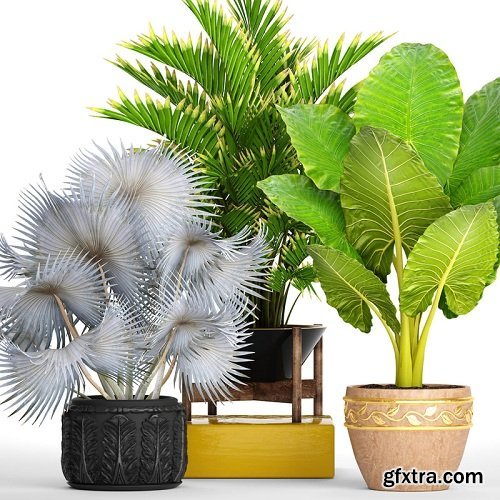 3D Collection of Tropical Plants