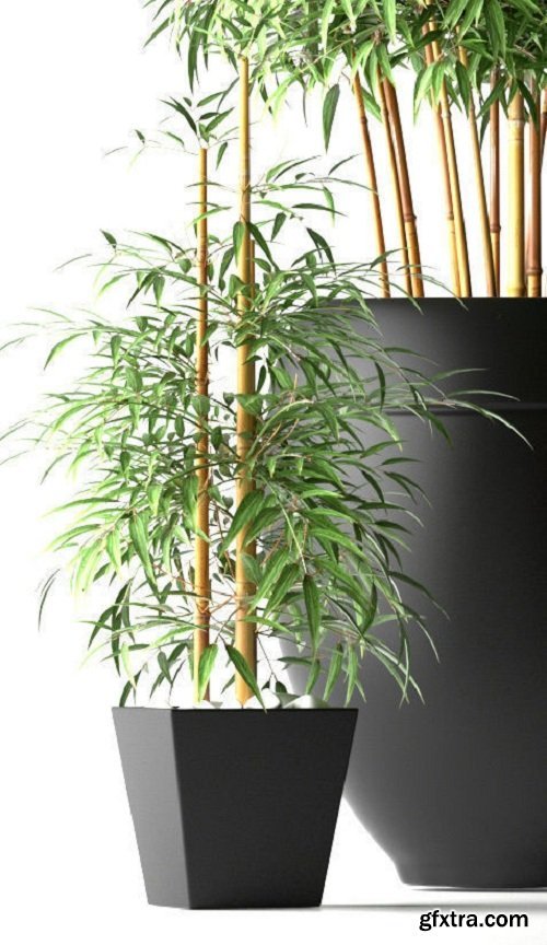 Bamboo Plant 3D model