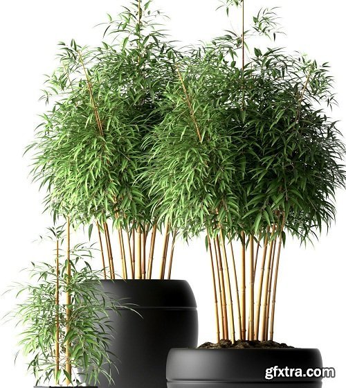 Bamboo Plant 3D model