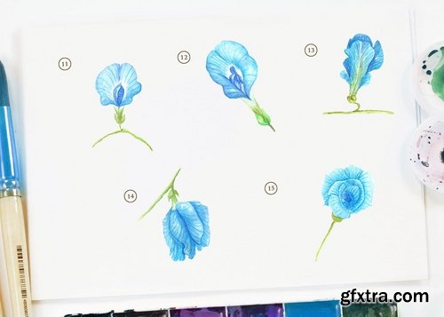 15 Watercolor Butterfly Pea Flower Illustration