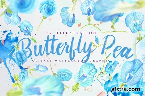 15 Watercolor Butterfly Pea Flower Illustration