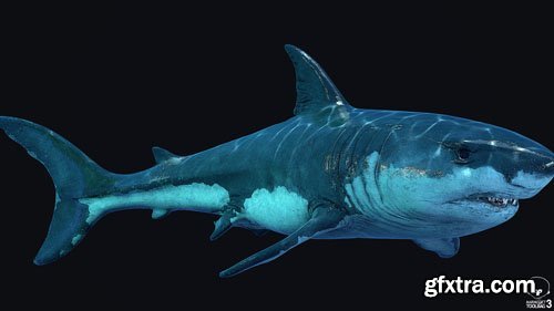 Great White Shark 3D Model