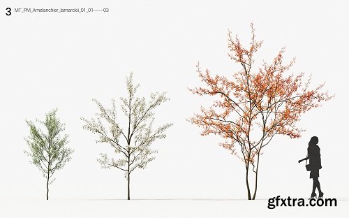 Maxtree - Plant Models Vol 13