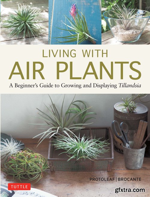 Living with Air Plants: A Beginner's Guide to Growing and Displaying Tillandsia