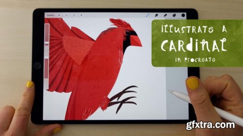 Illustrate a Cardinal in Procreate