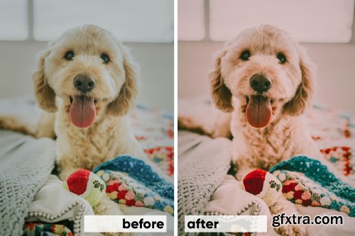 CreativeMarket - Animals Lightroom Presets Bundle 3605043