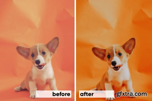 CreativeMarket - Animals Lightroom Presets Bundle 3605043